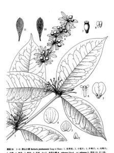 金花小檗(原變種) 金花小檗(原變種)