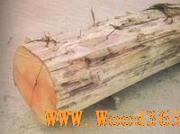 斯卡扶爾木 斯卡扶爾木