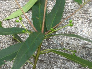 假輪葉虎皮楠 假輪葉虎皮楠