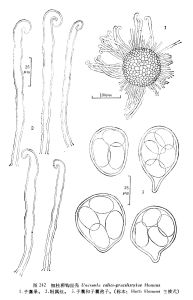 柳鉤絲殼 柳鉤絲殼