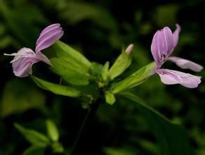 海南山小橘 海南山小橘