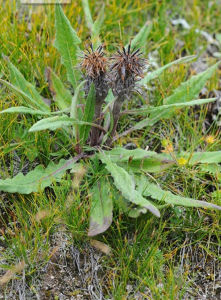 黃綠苞風毛菊 黃綠苞風毛菊