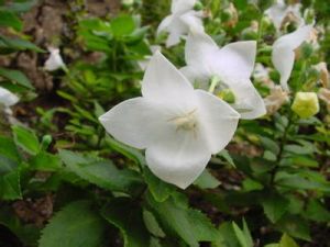 細鐘花屬 細鐘花屬