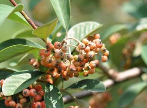 粉葉栒子 粉葉栒子