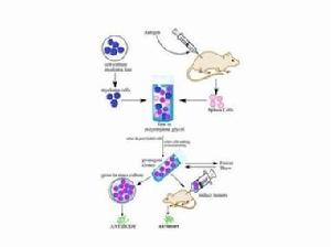單克隆抗體製備流程
