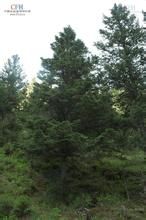 麗江雲杉 麗江雲杉