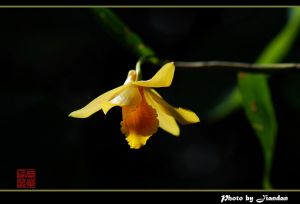 疏花石斛 疏花石斛