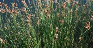 細葉飄拂草 細葉飄拂草