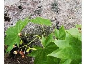 多脈暗羅 多脈暗羅