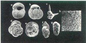 超微化石 超微化石