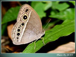 蒙古酒眼蝶 蒙古酒眼蝶