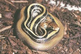 三索錦蛇 三索錦蛇