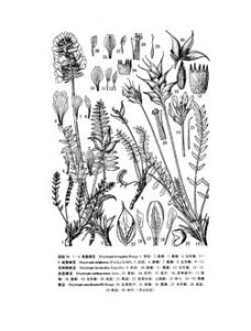 硫黃棘豆 硫黃棘豆