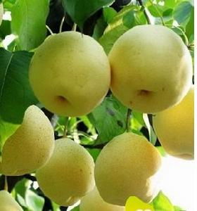 新津雪梨 新津雪梨