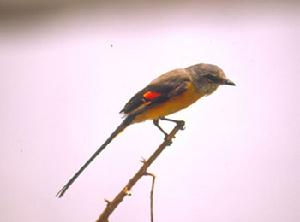 （圖）短嘴山椒鳥