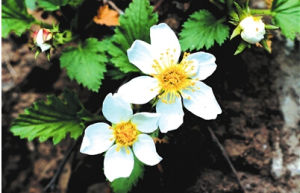 緣毛太行花 緣毛太行花