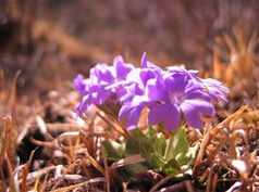 松潘報春 松潘報春