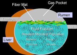 厭氧消化 厭氧消化