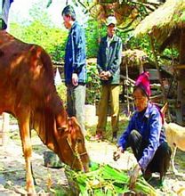 越南少數民族攝影