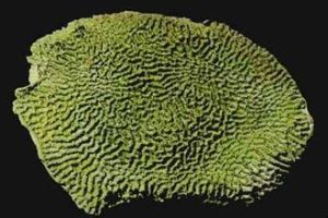 片腦紋珊瑚 片腦紋珊瑚