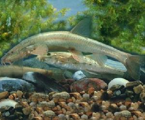 新疆高原鰍 新疆高原鰍