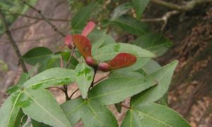 細齒密葉槭（變種）