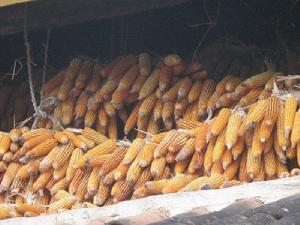 梅子樹自然村[雲南臨滄鳳慶縣洛黨鎮田心村委梅子樹自然村]