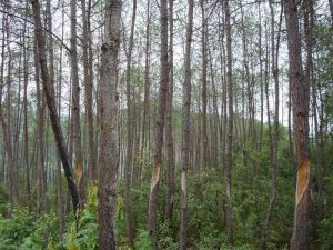 遷崗自然村 遷崗自然村