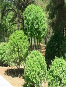 大花衛矛系 大花衛矛系