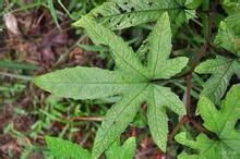 深裂粗葉懸鉤子 深裂粗葉懸鉤子