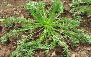 鋪莖點地梅 鋪莖點地梅