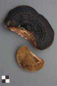 黑孔黑木層菌