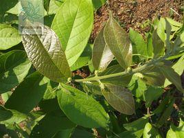 石風車子 石風車子