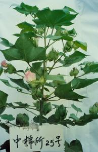 中棉所25 中棉所25