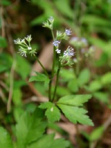 皺葉變豆菜 皺葉變豆菜
