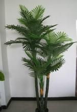 葵樹櫻桃肉 葵樹櫻桃肉