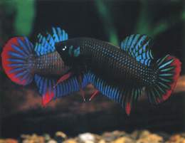 海洋寵物:鬥魚欣賞(圖)