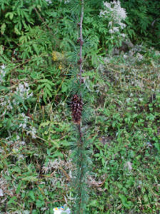 西藏紅杉 西藏紅杉