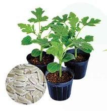 蓉砧1號 蓉砧1號