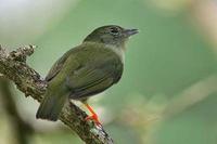 橄欖綠嬌鶲 橄欖綠嬌鶲