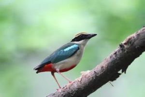 霸鶲亞目 霸鶲亞目