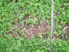 松杉苗猝倒病 松杉苗猝倒病