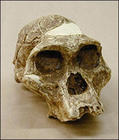 （圖）南方古猿化石