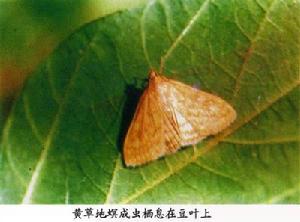 黃草地螟