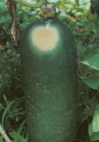 果皮斑面光滑或略皺