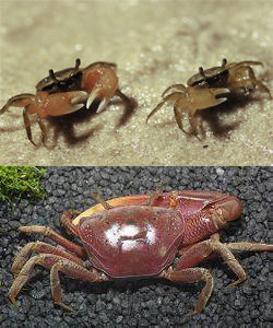 大西洋高背招潮蟹 大西洋高背招潮蟹