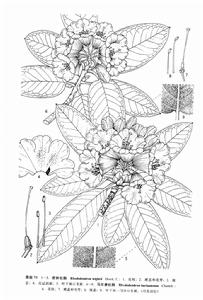 宏鍾杜鵑 宏鍾杜鵑