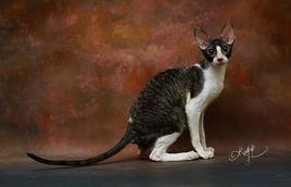 柯尼斯捲毛貓 柯尼斯捲毛貓