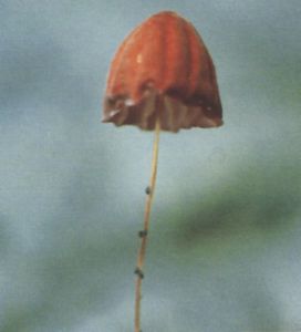 乾小皮傘 乾小皮傘