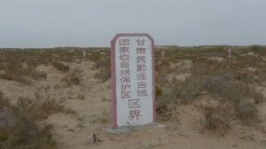 民勤連古城自然保護區 民勤連古城自然保護區